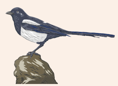 Bird graphic
