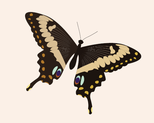 Butterfly graphic