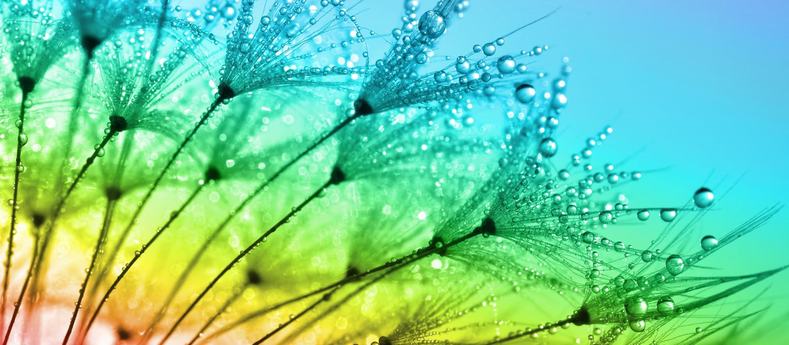 dandelion with water droplets against rainbow background