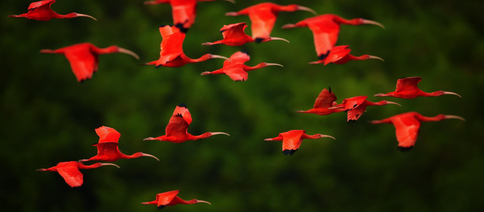 flock of scarlet ibis