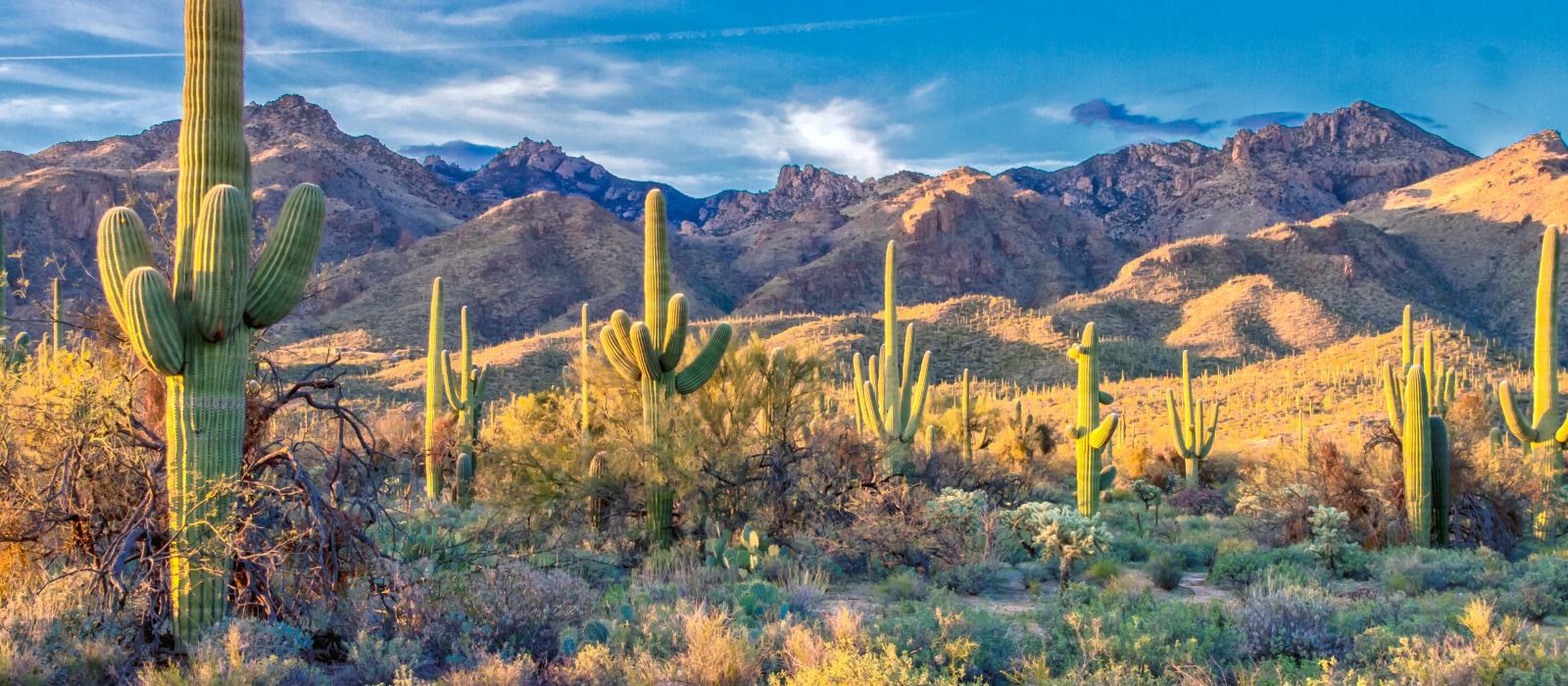 Sonoran Desert Tucson Arizona