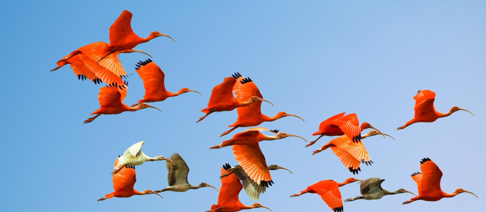 flock of scarlet white ibis in flight