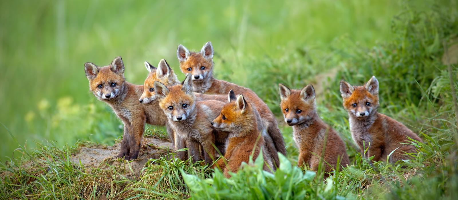 red fox vulpes cubs sitting by the den