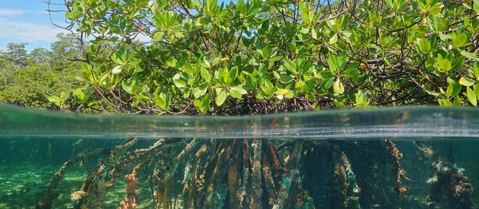 mangrove above and below water level