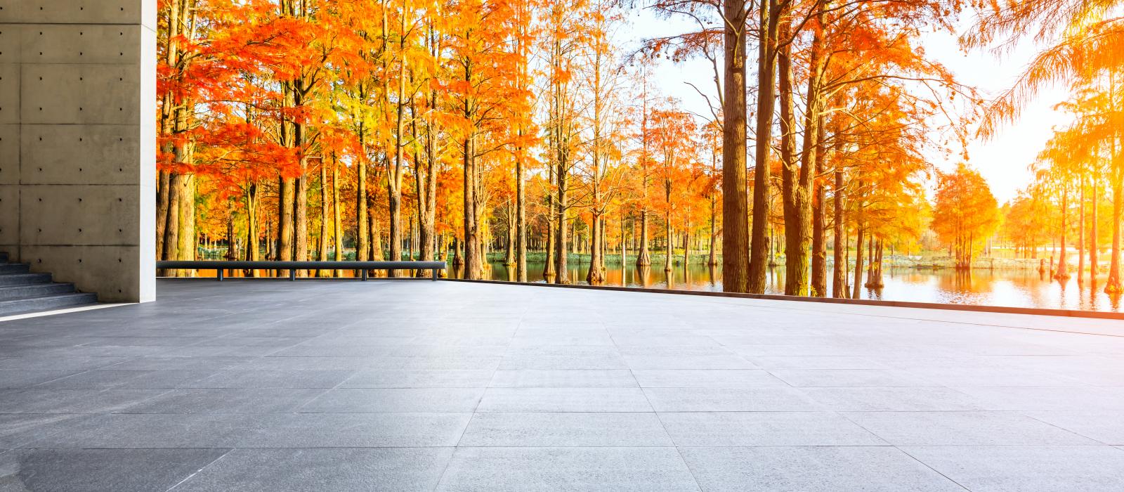 view of forest in autumn from cement stone patio
